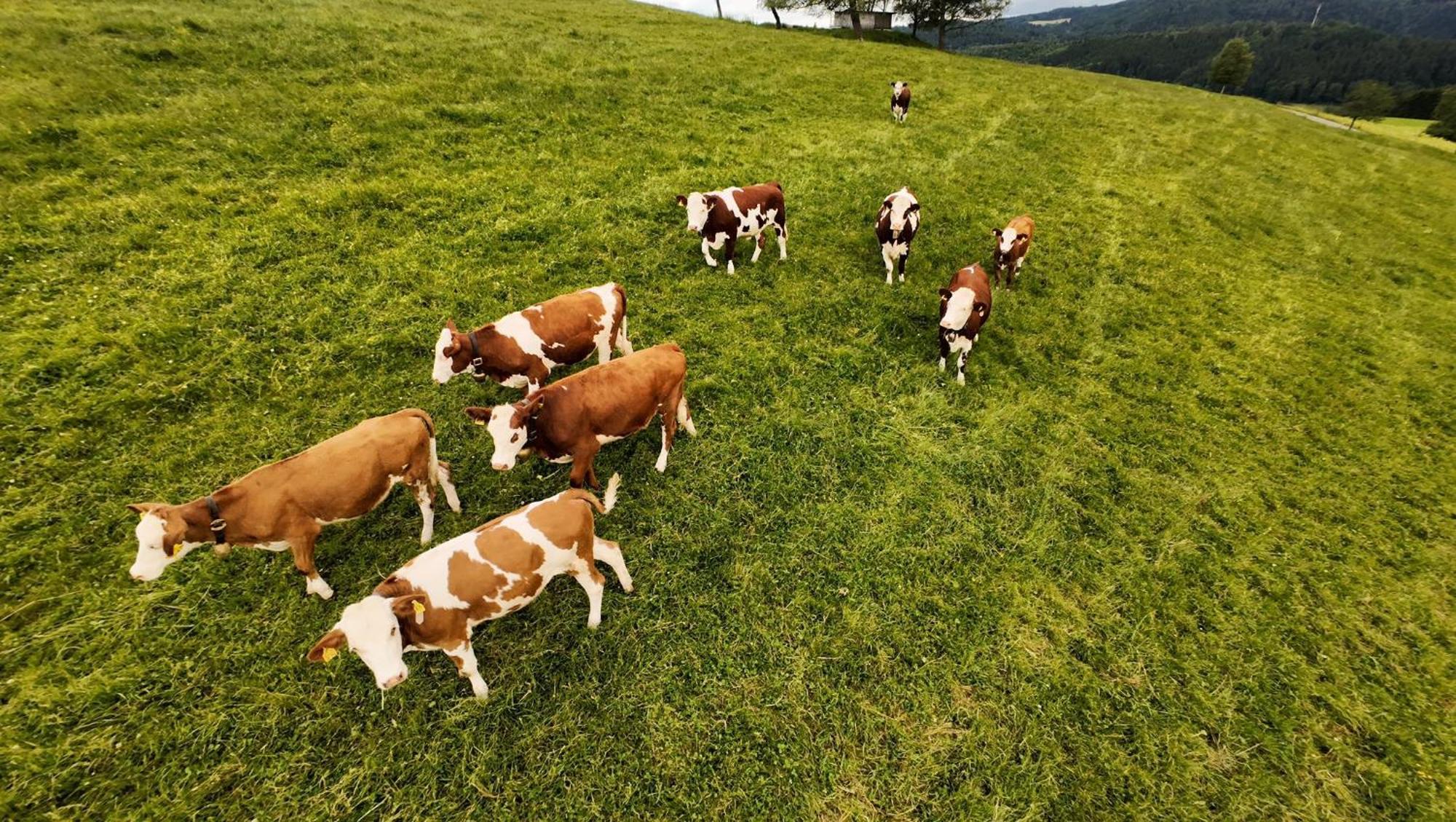 Kapellenhof Ferienwohnungen Triberg im Schwarzwald Exterior foto